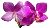 Unsere besten Produkte - Suchen Sie hier die Orchidee im topf Ihrer Träume