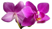 Orchidee Blume