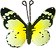 Kleiner Schmetterling