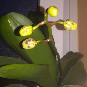 kuhgefleckte Multi-Hybrid-Phalaenopsis