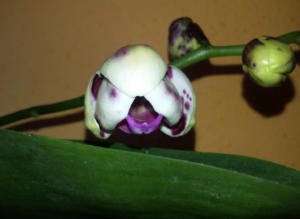 Phalaenopsis