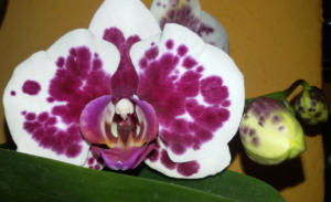 Phalaenopsis