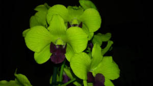 Dendrobium Emma Anna Green