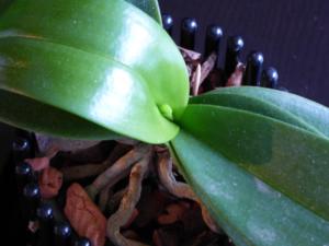 Grüne Orchideen-Blätter