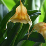 Masdevallia Hybride orange