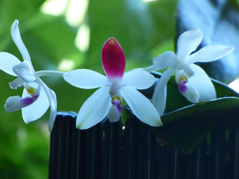 Phalaenopsis tetraspis C#1