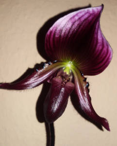 Paphiopedilum maudiae vinicolor 