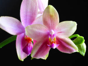 Phalaenopsis Liodoro