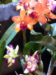 Cattleya Hybride