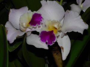Cattleya