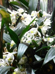 Coelogyne cristata