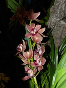 Cymbidium Hybride