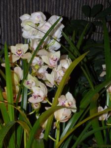Cymbidium