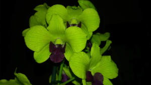 Dendrobium Anna Emma Green