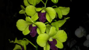 Andere Orchideengattungen