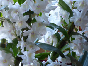 Dendrobium nobile weiss