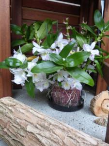Dendrobium nobile weiss