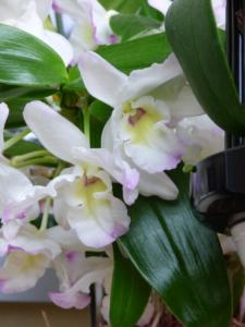 Dendrobium nobile weiss