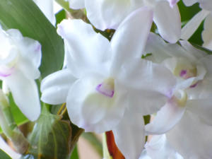 Dendrobium nobile weiss