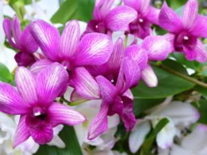 Dendrobium Polar Fire