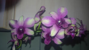 Dendrobium Sa-Nook Sunny Cocktail