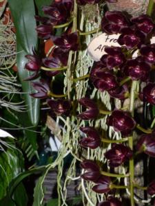 Fredclarkeara After Dark Black Pearl