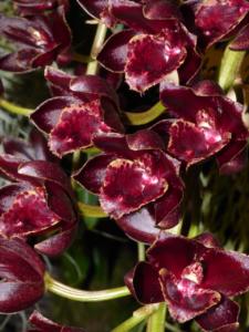 Fredclarkeara After Dark