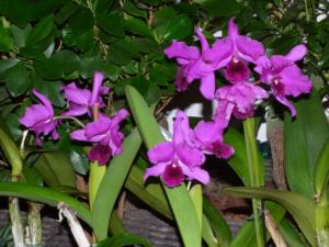 Laeliocattleya Molly Tailor
