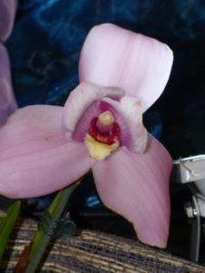 Lycaste