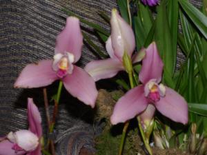 Lycaste Sunray adeyaka