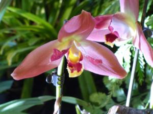 Lycaste