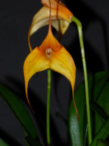 Masdevallia orange