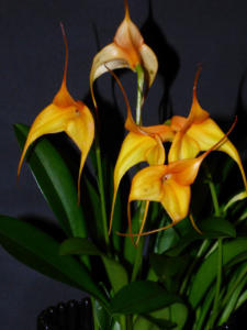 Masdevallia orange