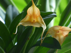 Masdevallia orange