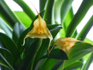 Masdevallia orange