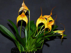 Masdevallia orange