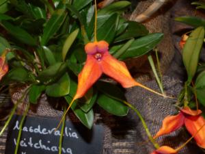 Masdevallia veitchiana