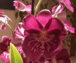 Miltoniopsis Orchidee