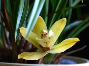 Mini Cymbidium gelb