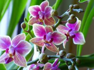 Mini Phalaenopsis gelb