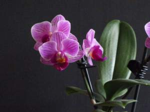 Mini Phalaenopsis pink