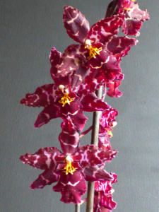 Odontioda stirbic purple