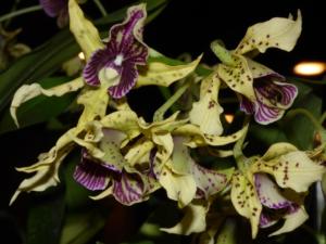 Orchideen Impressionen