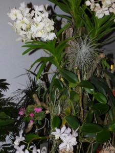 Orchideen Impressionen