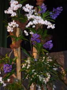 Orchideen Impressionen