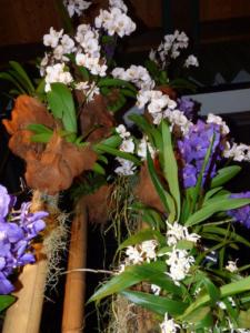 Orchideen Impressionen