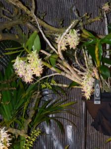 Orchideen Impressionen