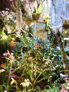 Orchideen Impressionen