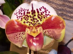 Paphiopedilum Baby Doll