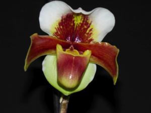 Paphiopedilum Harbur Comet
